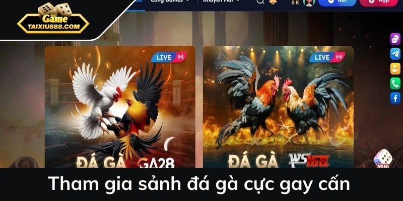 Tham gia sảnh đá gà cực gay cấn